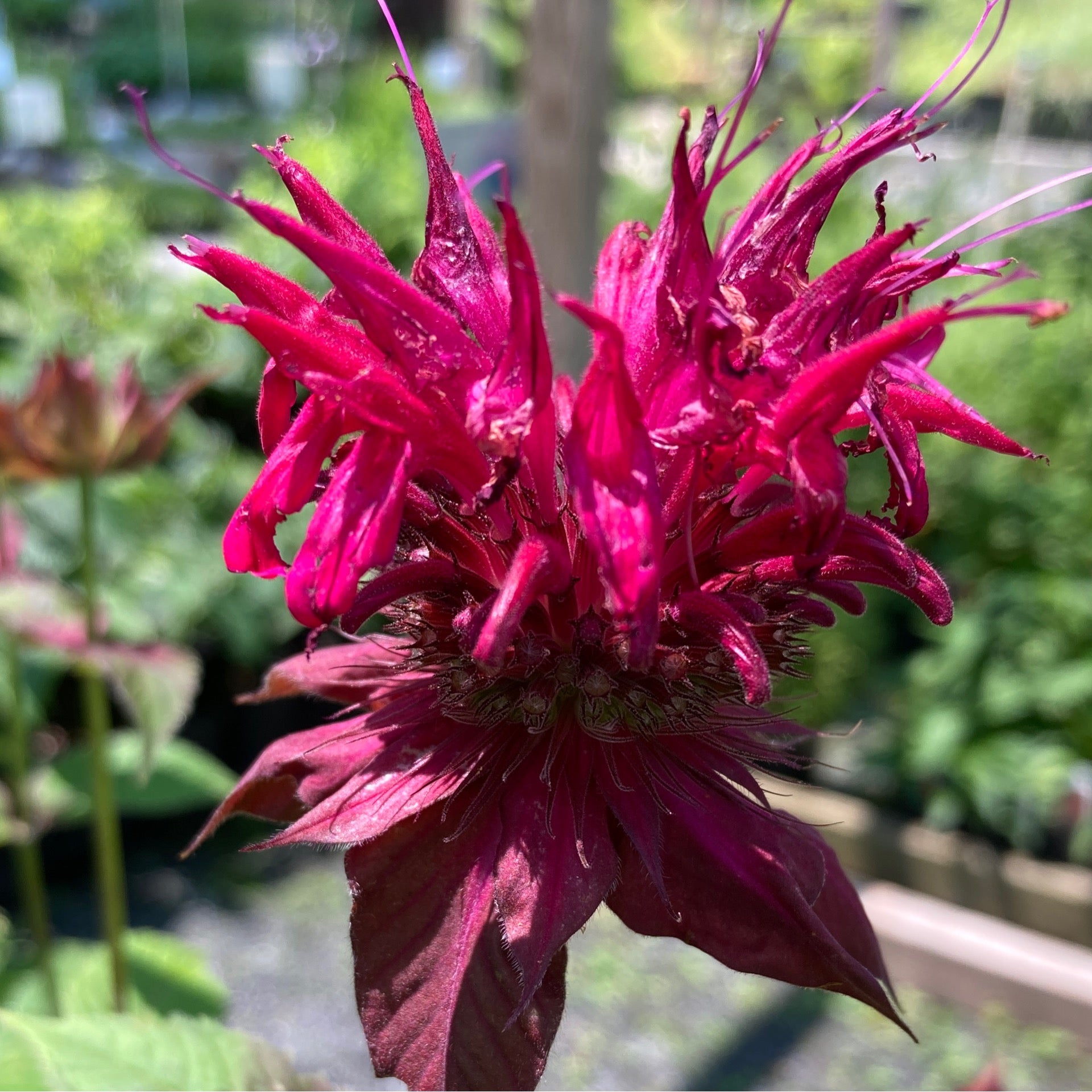 Scarlet Bee Balm 'Raspberry Wine' | The Wilderness Greenhouse